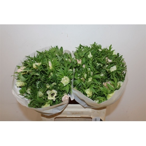 Anem Co Mistral + L Pink