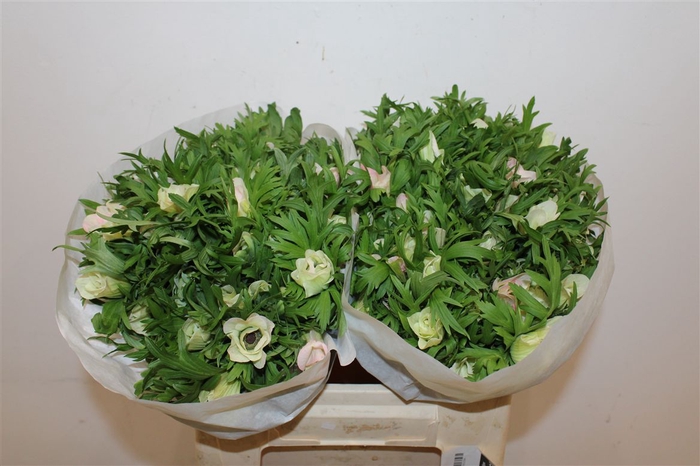 <h4>Anem Co Mistral + L Pink</h4>