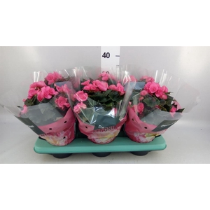 Begonia elat. HL 'Adonia Pink'