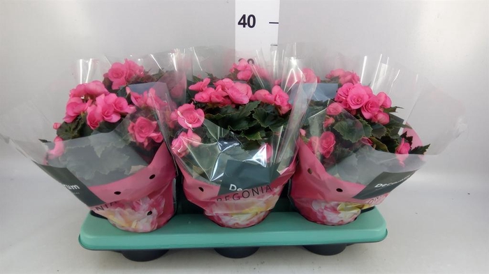 <h4>Begonia elat. HL 'Adonia Pink'</h4>