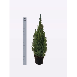 PICEA GL CONICA