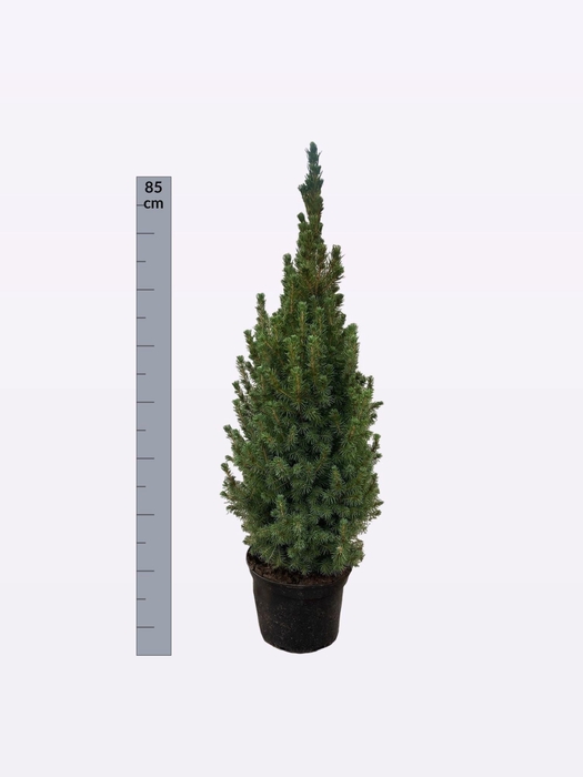 <h4>PICEA GL CONICA</h4>