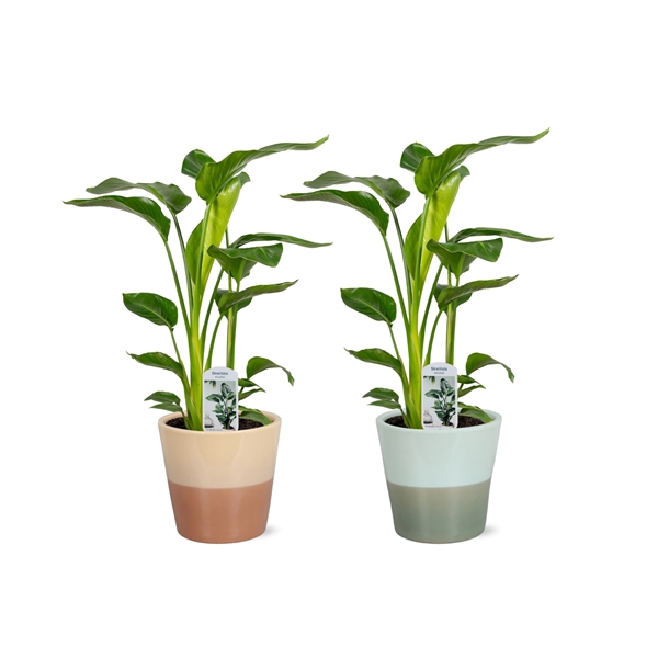 <h4>Strelitzia nicolai 3 stek 90-100cm in Havana keramiek</h4>