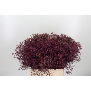 Limonium Red Verf