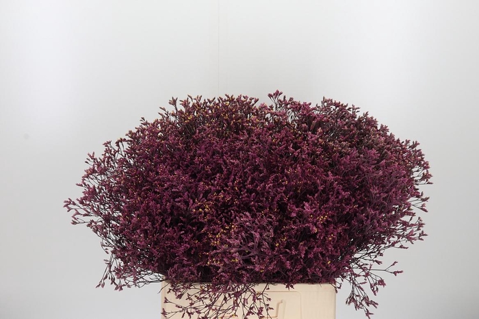 <h4>Limonium Red Verf</h4>