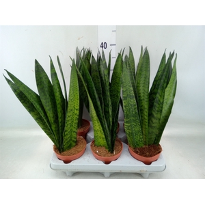 Sansevieria zeylanica