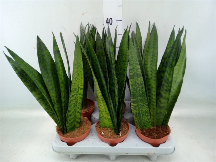 <h4>Sansevieria zeylanica</h4>