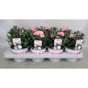 Dianthus  'Super Trouper Oscar Pk'