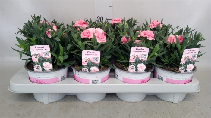 <h4>Dianthus  'Super Trouper Oscar Pk'</h4>