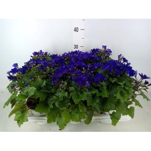 Pericallis cr. 'Senetti Blue Deep'