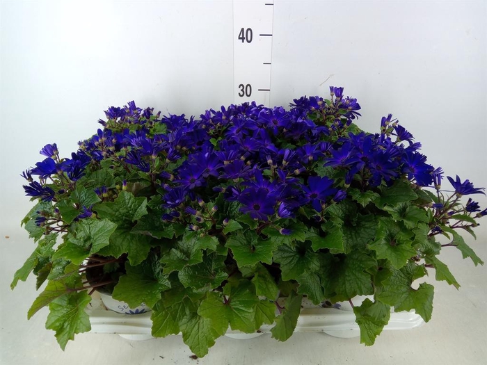 <h4>Pericallis cr. 'Senetti Blue Deep'</h4>