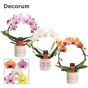 Phalaenopsis boog mix in Estelle (Craft world-collection)