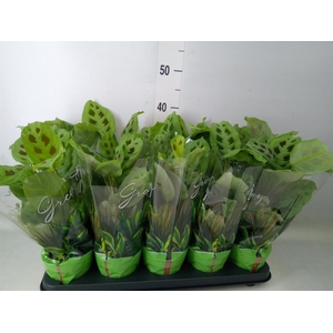 Maranta leuc. 'Kerchoveana'