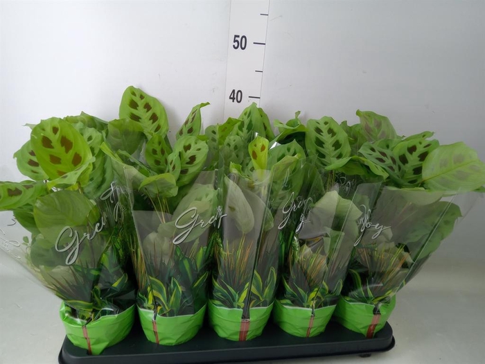 <h4>Maranta leuc. 'Kerchoveana'</h4>