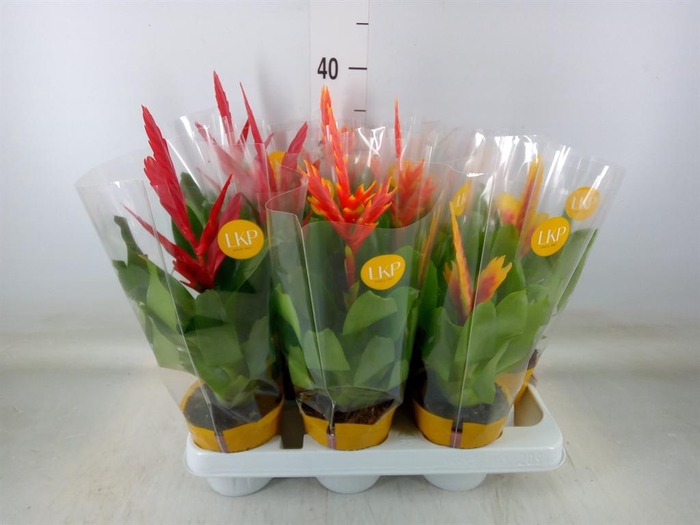 <h4>Vriesea   ...mix</h4>