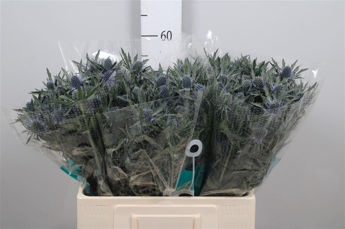 <h4>Eryn Orion Qstar</h4>