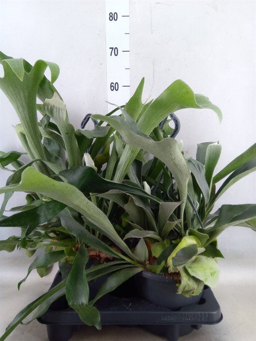 <h4>Platycerium bifurc.</h4>