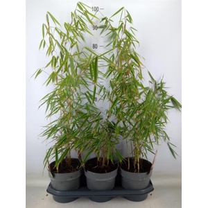 Fargesia robusta 'Campbell'