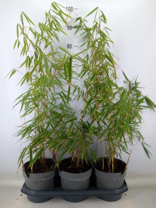 <h4>Fargesia robusta 'Campbell'</h4>