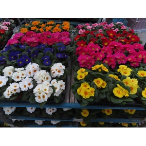 arr8 Prim Ac Mixk 1 Kleur Per Tray