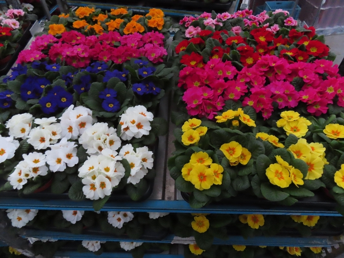 <h4>arr8 Prim Ac Mixk 1 Kleur Per Tray</h4>