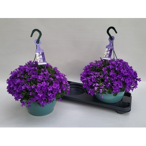 Camp Portenschlagian