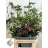 DAUCUS CAROTA DARA