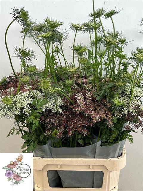 DAUCUS CAROTA DARA