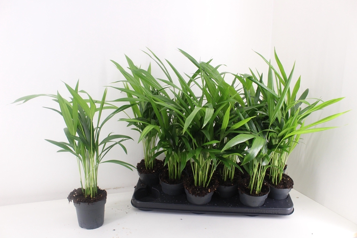 <h4>DYPSIS LUTESCENS</h4>