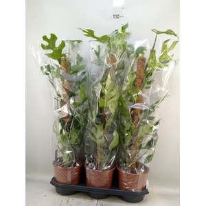 Monstera delic. 'Piccolo'