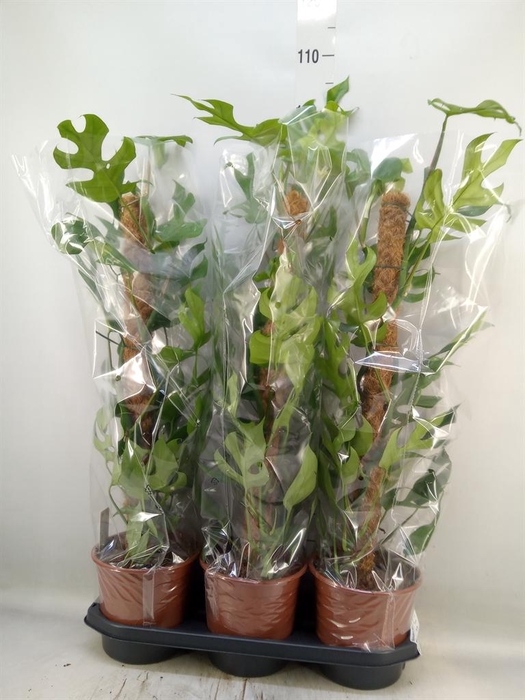 <h4>Monstera delic. 'Piccolo'</h4>