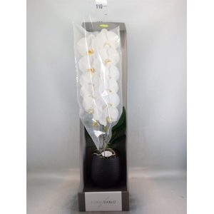 Phalaenopsis   ...white