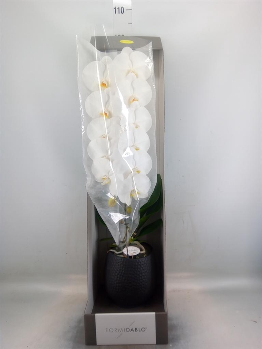 <h4>Phalaenopsis   ...white</h4>