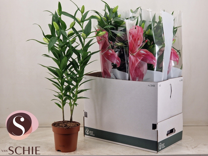 <h4>LIL OR ROSEL ESRA</h4>