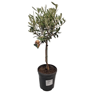 Olea Europaea Stam