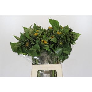 Helianthus Orange Fire