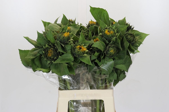 Helianthus Orange Fire