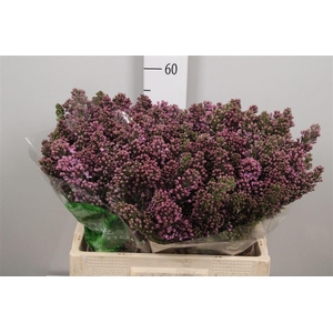 Syr V R V Horstenst 4+