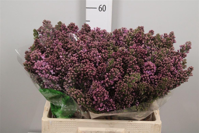 <h4>Syr V R V Horstenst 4+</h4>