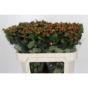 Hypericum Magical Seasons