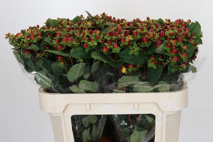 <h4>Hypericum Magical Seasons</h4>