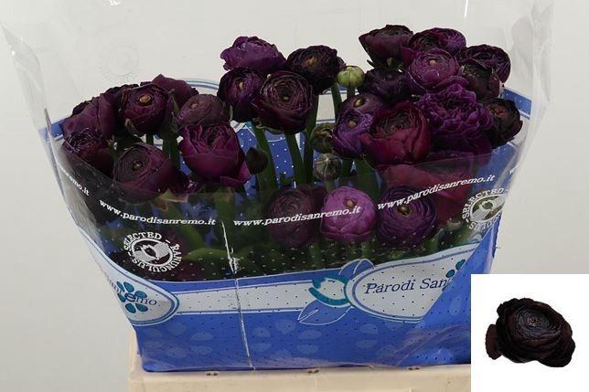 <h4>RAN SU NERONE</h4>