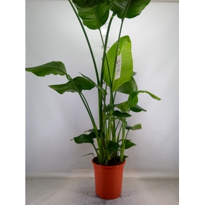 Strelitzia nicolai