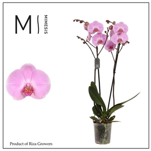 Mimesis Phal. Elion - 2 spike 12cm