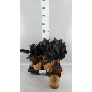 Alocasia  'Antoro Velvet'