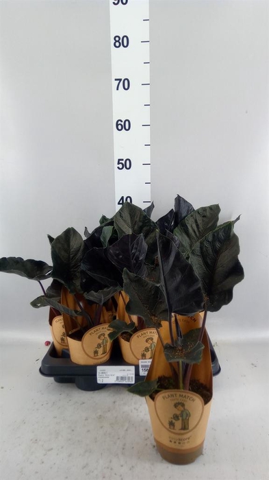 <h4>Alocasia  'Antoro Velvet'</h4>
