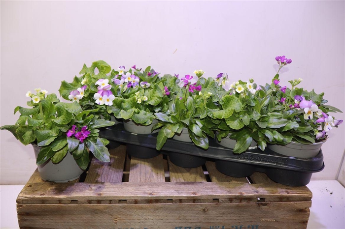 <h4>Perkpl Toef 3 Kl</h4>