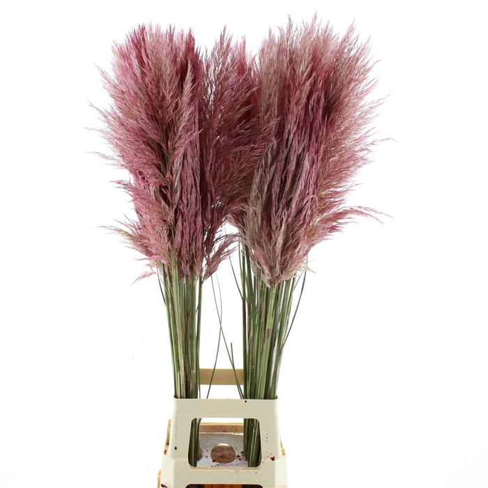 <h4>Corta N L Rood Abs</h4>