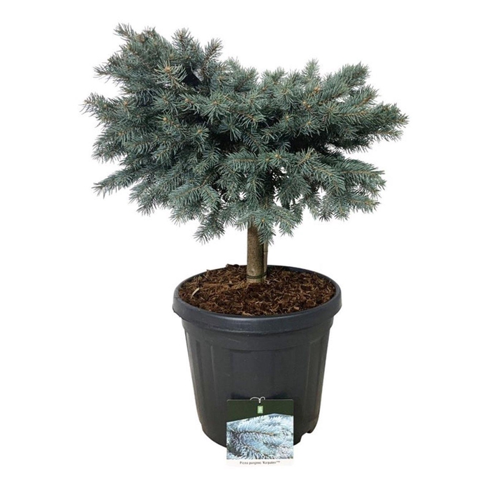 <h4>Picea pung. 'Karpaten' -R-</h4>