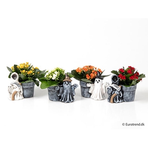 KALANCHOE BLOSSF P6 E 4755